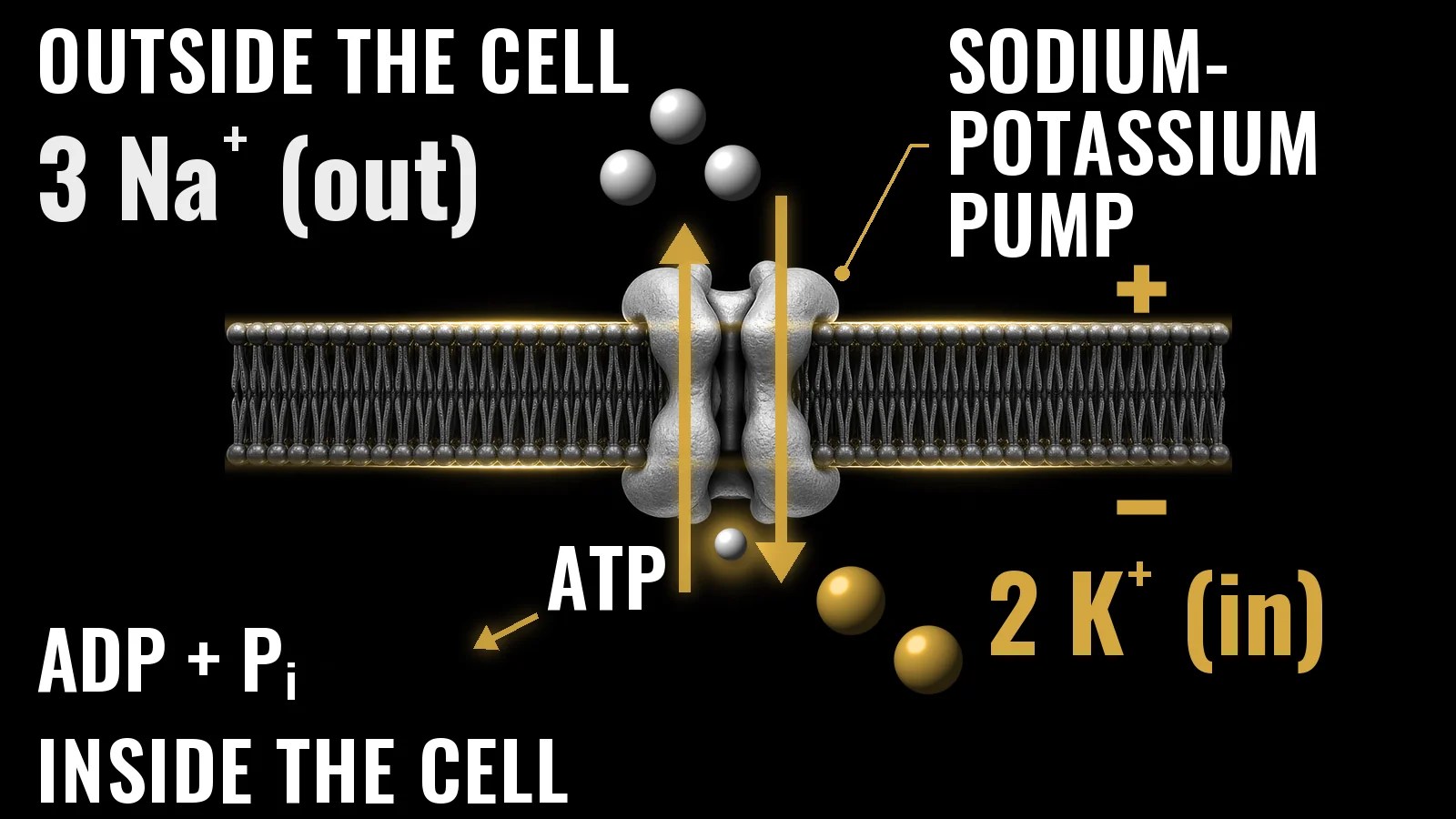 Diagram of the sodium-potassium pump in a cell membrane: three sodium ions move out of the cell and two potassium ions move in, powered by ATP.